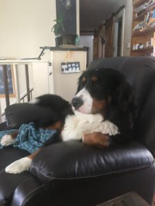 Ellie May’s Doggie Daycare