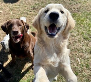 WOOF PACK