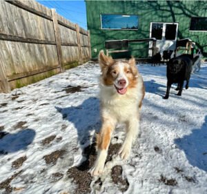 Play Dog Play Training Center