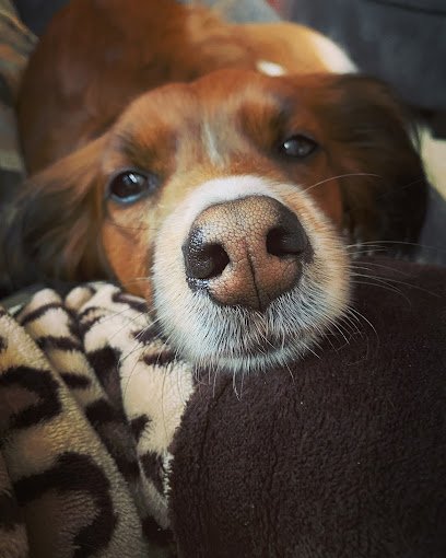 Paw Lodge