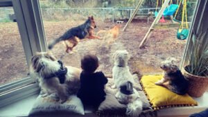 Dappy Dayz Dogs LLC