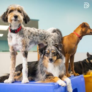 Dogtopia of Fairfax City