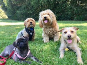 Little Dog Adventures Doggie Daycare