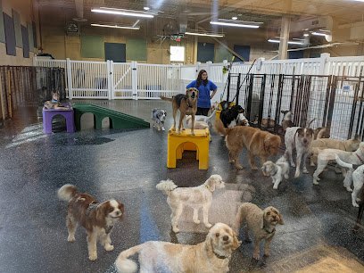 A Dog’s Day Out