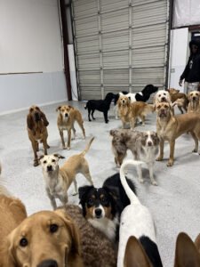 DogTown