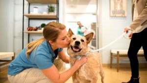 Healthy Hound Playground & Grooming