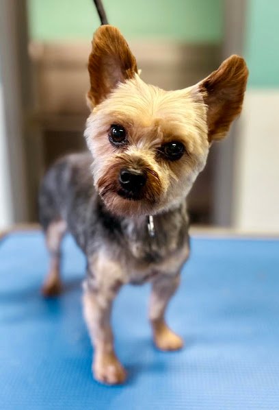 Canine Cottage Salem – Dog Daycare, Grooming, and Boarding