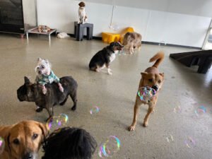 Playful Pack