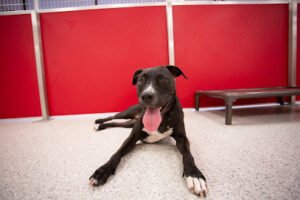 The Dog Stop – Richmond VA