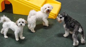A Dog’s Day Out