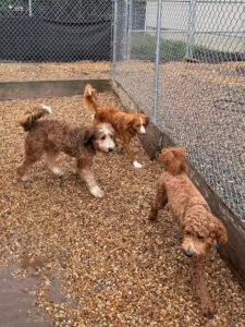 All Dog Adventures