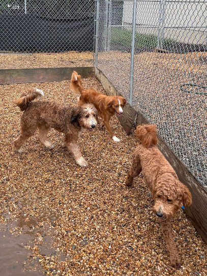 All Dog Adventures
