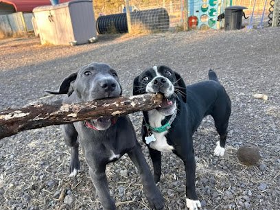Happy Hounds Doggie Day Care, LLC