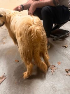 Four Paws Pet Resort