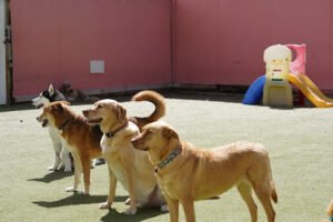 Great Neck Doggie Day Care