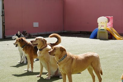 Great Neck Doggie Day Care