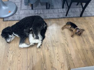 Playful Pack