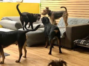 Jasper’s Fur Friends