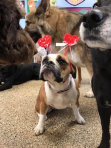 Fur’st Choice Doggie Daycare