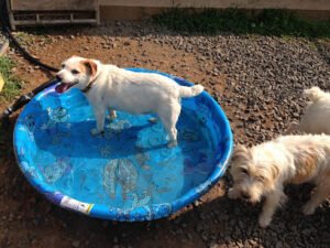 Woodside Dog Camp