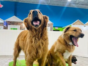 Hounds Town Dulles