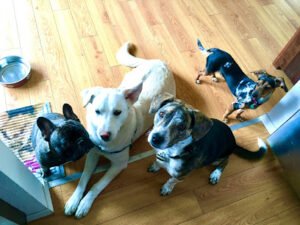 Cleo’s Doggie Daycare & Boarding