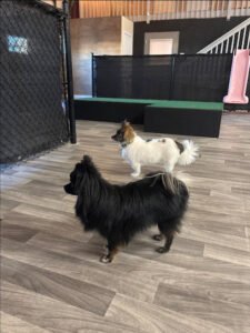 The Pack Canine Complex