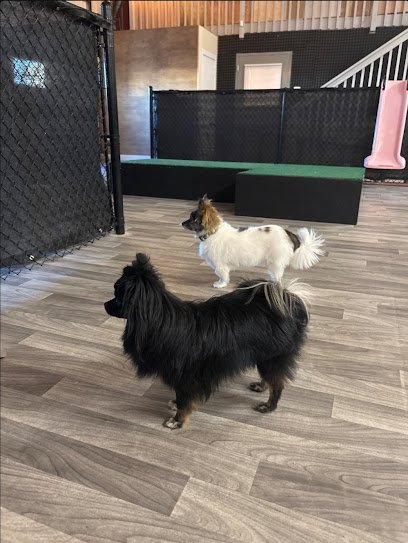 The Pack Canine Complex