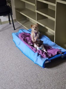 Puppy Love Doggie Daycare and Boarding