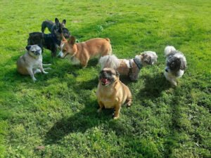 Peewee Pups Doggy Daycare