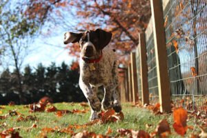 Doggie Days Northwest