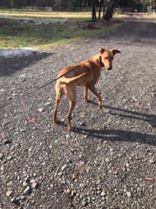Country Pups Lodging