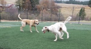 Palouse Pooch Playground