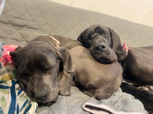 SHEENAH’S DOGGY DAYCARE