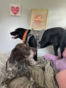 Doggy Paradise