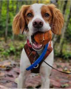 Timber Paws