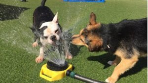 A Dog’s Best Friend Doggy Day Care- West