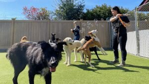 A Dog‚Äôs Best Friend Doggy Daycare & Training