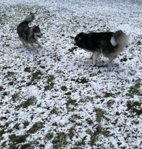 Camano Canine Resort