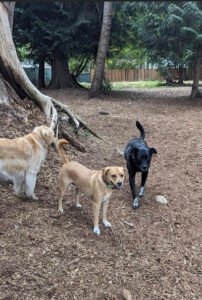 Creekside Country Canines