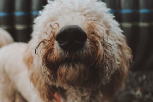 Puget Hound