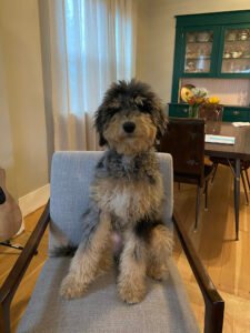 Bark Park Doggy Daycare & Grooming