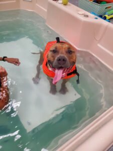 Unleashed Dog Daycare & Wellness Center, LLC