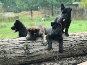 Camp Good Puppy