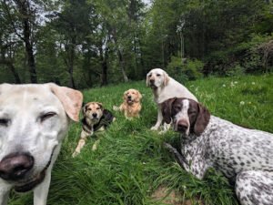 Unleashed Dog Camp