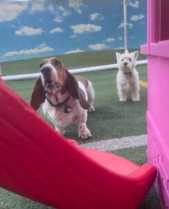 Doggyland Daycare & Boarding