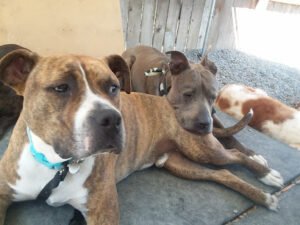 Paws & Relax Doggy Day Care
