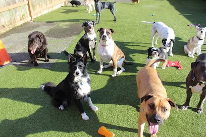 Barking Around the Clock (Paws & Claws Adventure Resort)