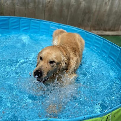 Jax Dog Drop Redmond
