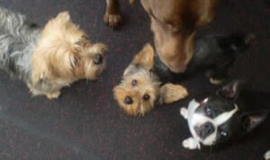 Scampers Daycamp for Dogs – Bellevue Branch